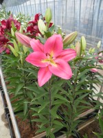 [1854 Tarrango No02.JPG]